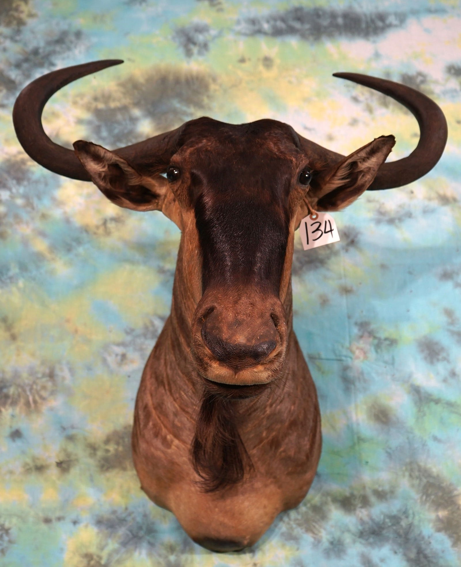 African Cookson's Wildebeest Shoulder Taxidermy Mount (1 of 2)