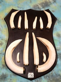 Full Set of Large Hippo Tusk Display on Panel Taxidermy