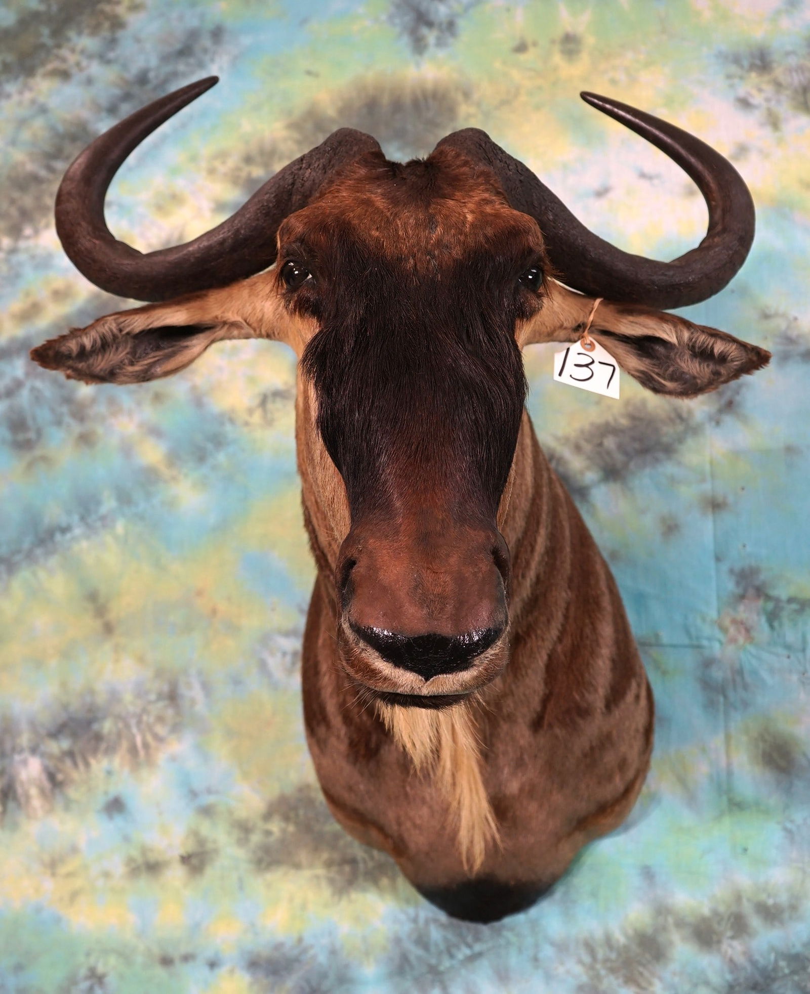 African White Bearded Wildebeest Shoulder Taxidermy Mount (1 of 2)
