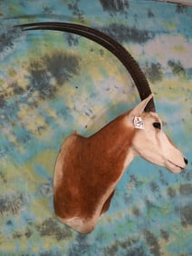 Gorgeous Scimitar Horned Oryx Shoulder Taxidermy Mount