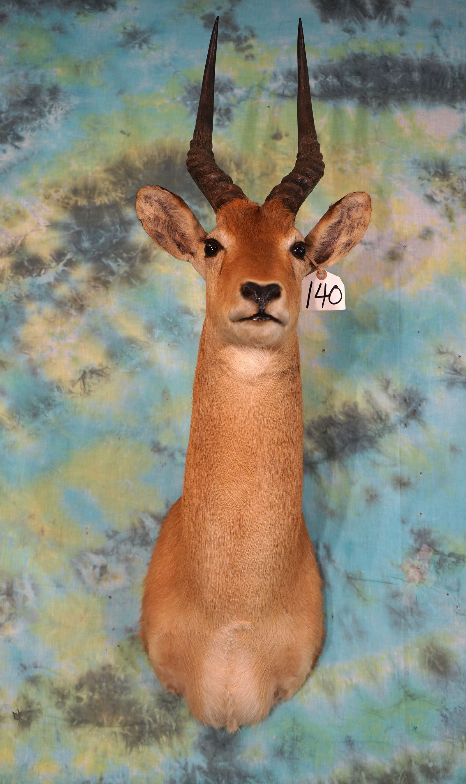 African Puku Antelope Shoulder Taxidermy Mount (1 of 2)