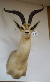 African Grant's Gazelle Shoulder Taxidermy Mount