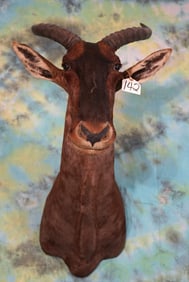 African Tsessebee Antelope Shoulder Taxidermy Mount