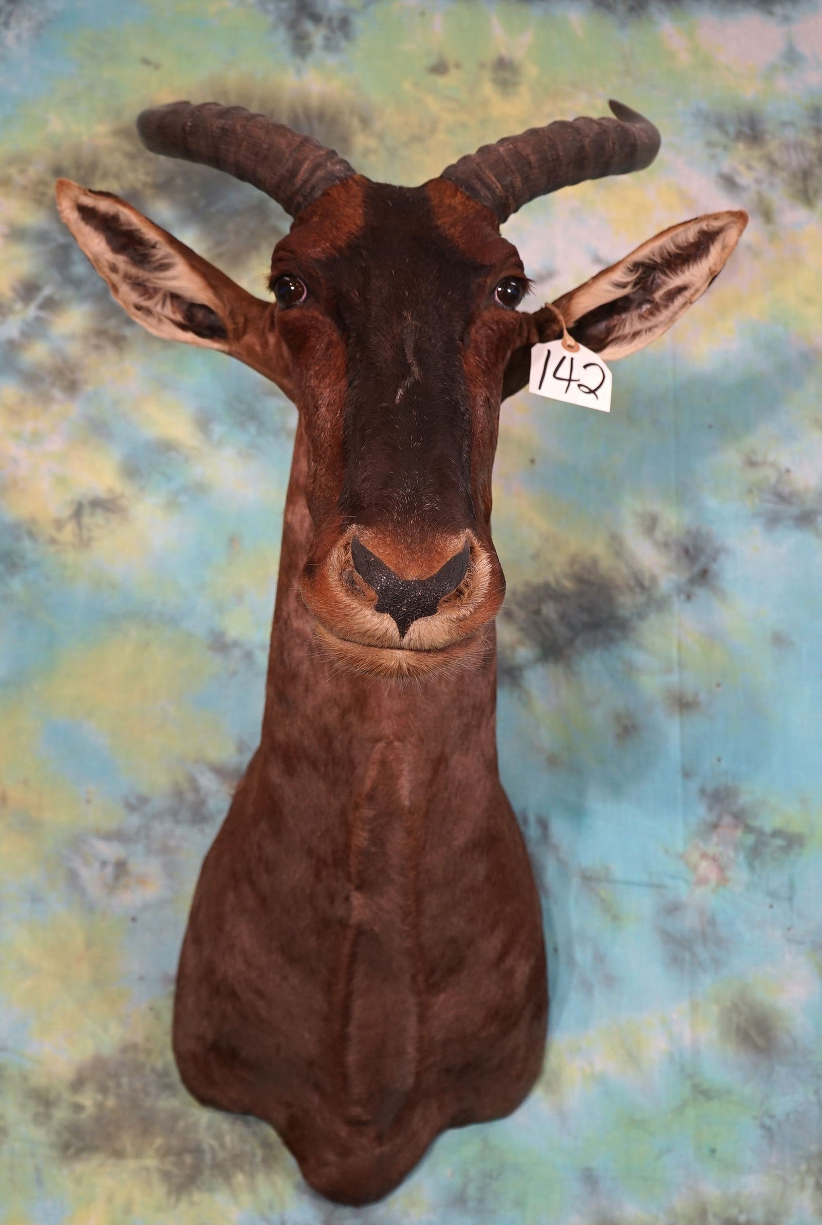 African Tsessebee Antelope Shoulder Taxidermy Mount (1 of 2)