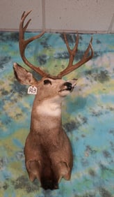 5 x 4 Wyoming Mule Deer Shoulder Taxidermy Mount