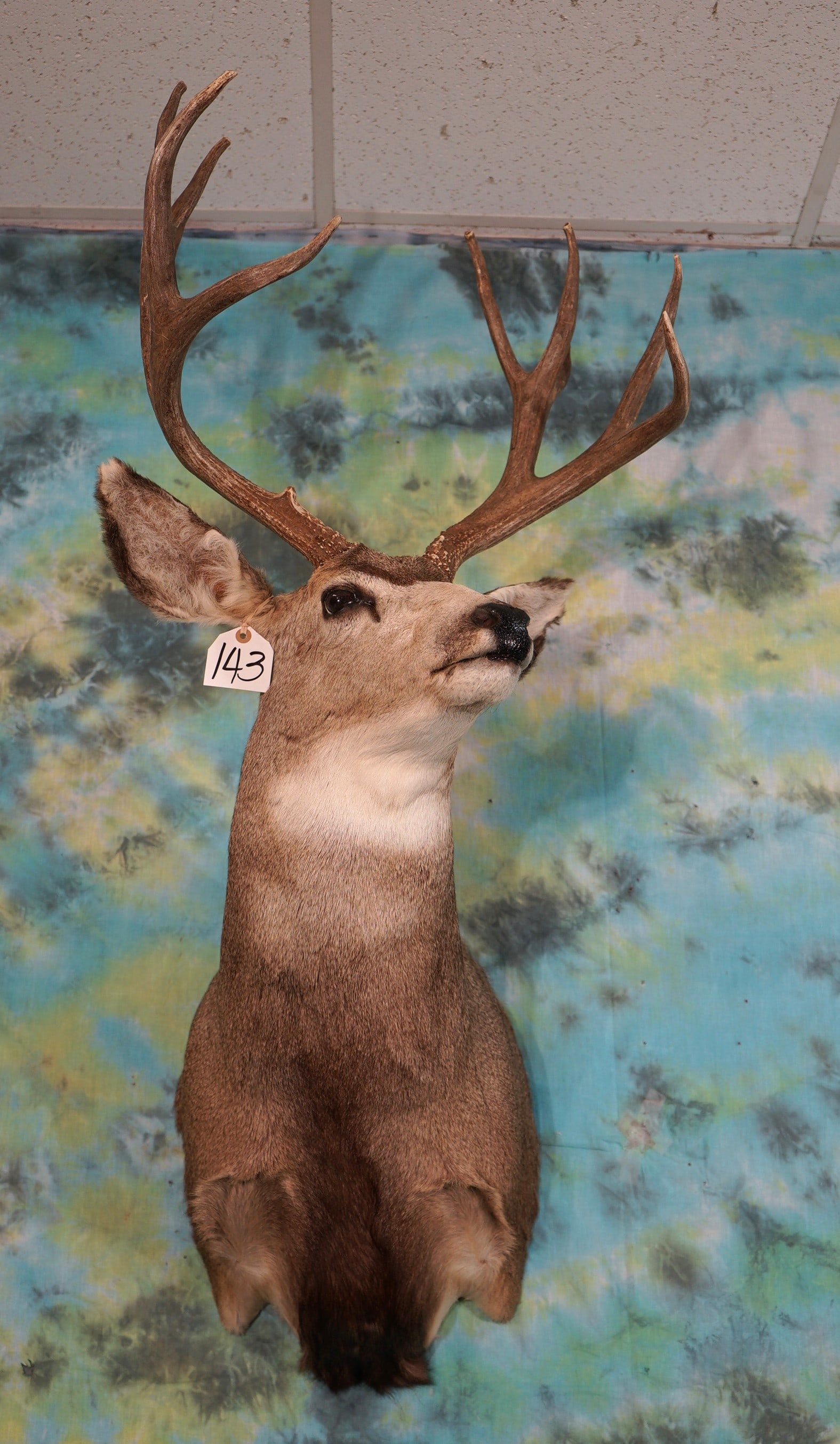 5 x 4 Wyoming Mule Deer Shoulder Taxidermy Mount (1 of 2)