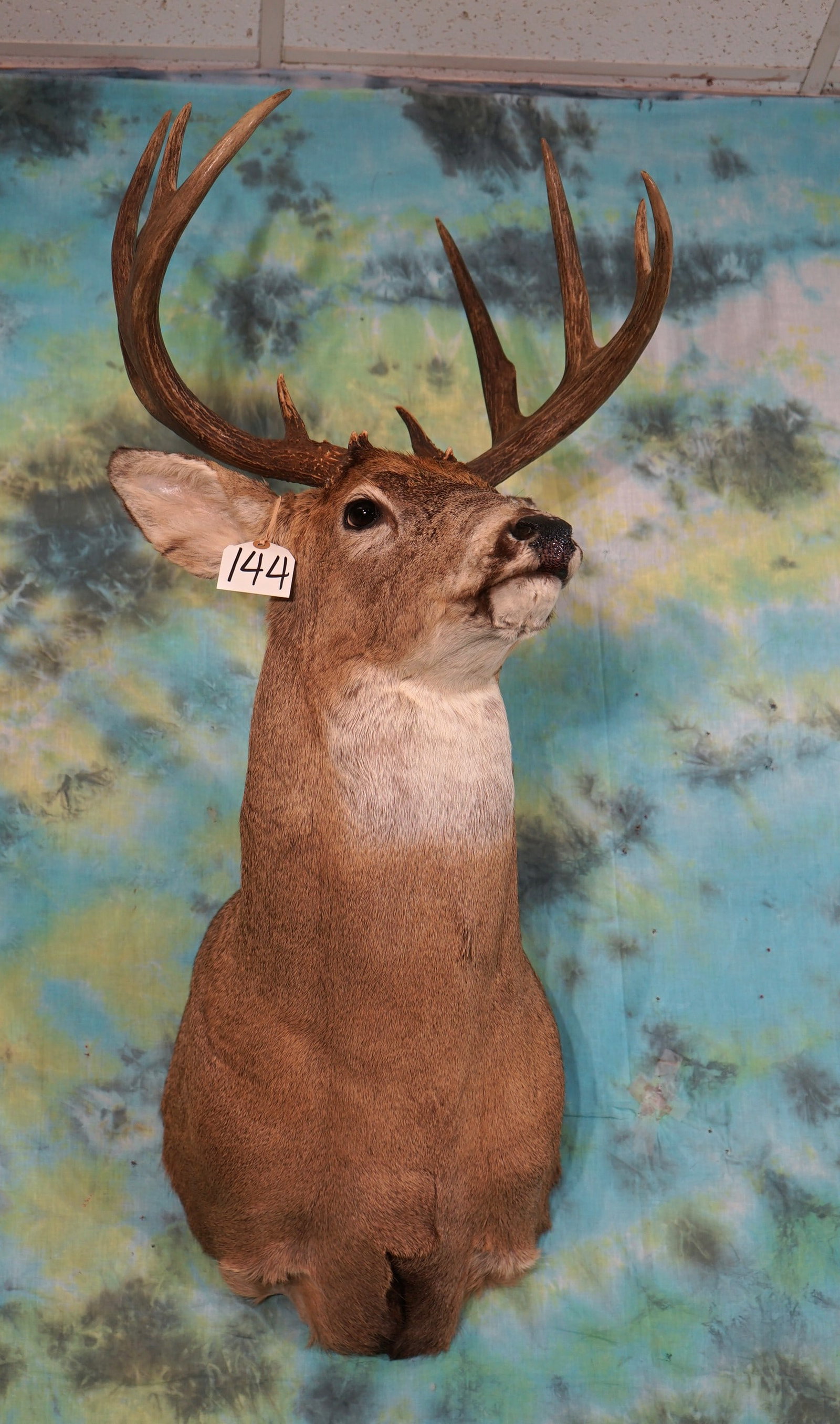 10pt. Canadian Whitetail Deer Shoulder Taxidermy Mount: This mount is clean and in mint like condition. The taxidermy quality is an easy grade 10.