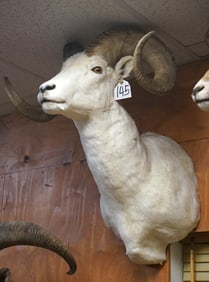 Very Nice Alaskan Dall Sheep Shoulder Taxidermy Mount