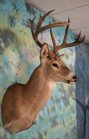 Nice 14pt. Kansas Whitetail Deer Shoulder Taxidermy Mount