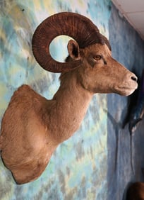 Desert Bighorn Sheep Shoulder Taxidermy Ram Mount