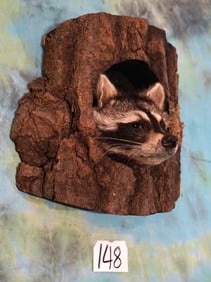 Racoon Head Peeping from a Hole in a Tree Taxidermy Mount