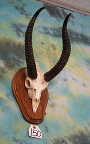 Rare African Gerenuk Gazelle Skull Taxidermy on Finished Panel