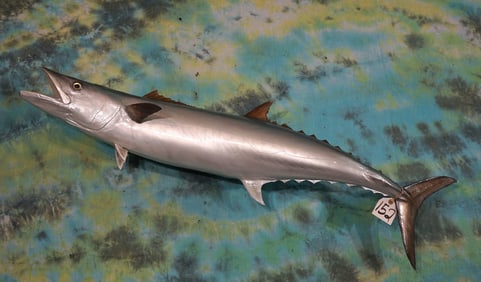 Brand New! 48 1/2" King Mackeral Fiberglass Reproduction Taxidermy Fish Mount