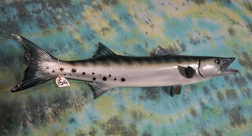 Brand New! Baracuda Fiberglass Reproduction Taxidermy Fish Mount