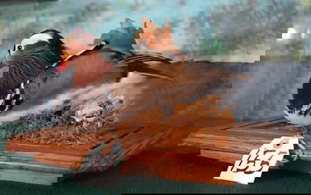 Beautiful Pen Raised Mandarin Duck in Nice Display Case with Habitat Taxidermy Mount