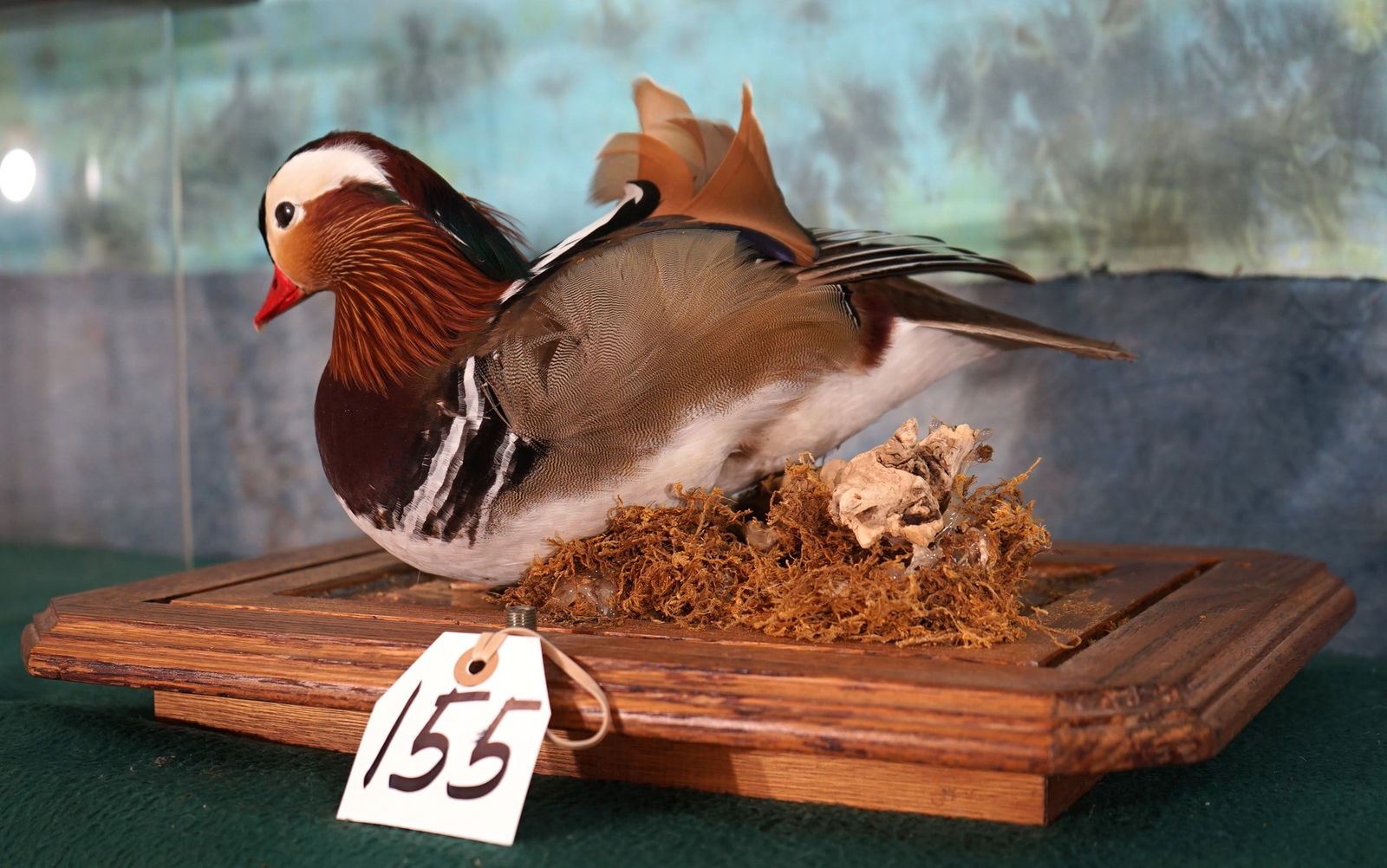Beautiful Pen Raised Mandarin Duck in Nice Display Case with Habitat Taxidermy Mount (1 of 3)