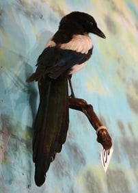 Asian Magpie Taxidermy Bird Mount
