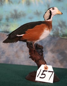 Rare! African Pygmy Goose Taxidermy Bird Mount