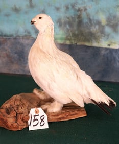 Alaskan "Winter Phase" Ptarmigan Taxidermy Bird Mount