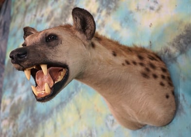 Awesome! East African Spotted Hyena Shoulder Taxidermy Mount