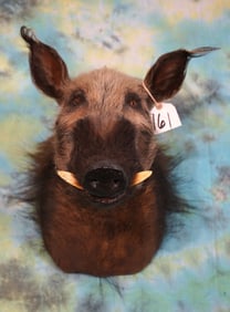 South African Bushpig Shoulder Taxidermy Mount