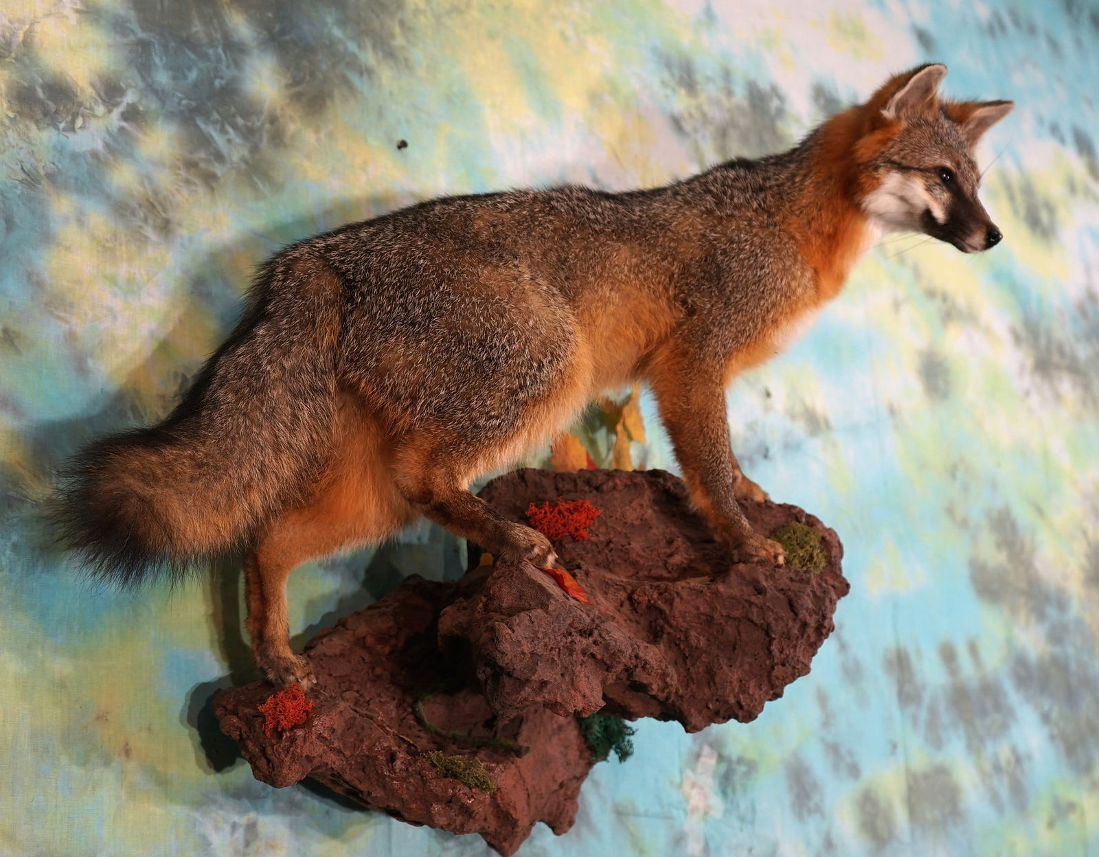 Excellent Gray Fox Full Body Taxidermy Mount (1 of 3)