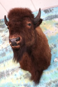 American Bison Shoulder Taxidermy Mount