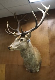 Record Book Gold Medal 9 x 4 Spanish Red Stag Shoulder Taxidermy Mount