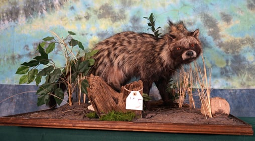 African Civet Cat in Habitat Full Body Taxidermy Mount
