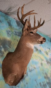 8 x 8 Illinois Whitetail Deer Shoulder Taxidermy Mount