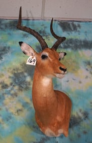 South African Impala Ram Shoulder Taxidermy Mount