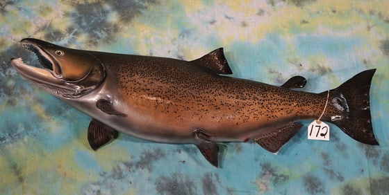 Beautiful 42 1/2" Real Skin Trophy Brown Trout Taxidermy Fish Mount