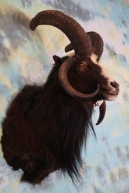 Asian Four Horn Ram or "Jacob's Sheep" Shoulder Taxidermy Mount