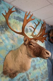 Pretty Caribou Shoulder Taxidermy Mount