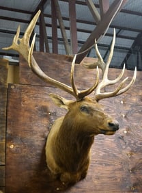 7 x 7 363+ gross Elk Shoulder Taxidermy Mount