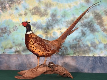 Standing Ringneck Pheasant Taxidermy Bird Mount