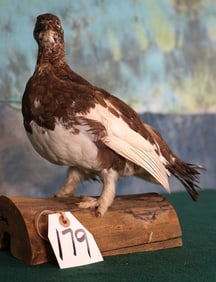 Fall Phase Alaskan Ptarmigan Taxidermy Bird Mount