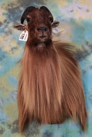 Beautiful Himalayan Tahr Shoulder Taxidermy Mount