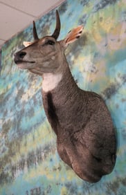 Indian Nilgai Antelope Taxidermy Mount
