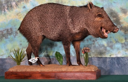 Javelina "Collared Peccary" Full Body in Natural Habitat Taxidermy Mount