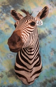 Beautiful Grants Zebra Shoulder Taxidermy Mount