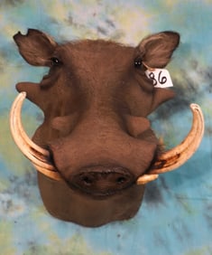 African Warthog Boar Shoulder Taxidermy Mount