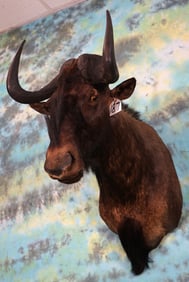 African South Black Wildebeest Shoulder Taxidermy Mount