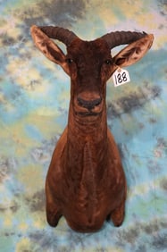 African Tsessebee Antelope Shoulder Taxidermy Mount
