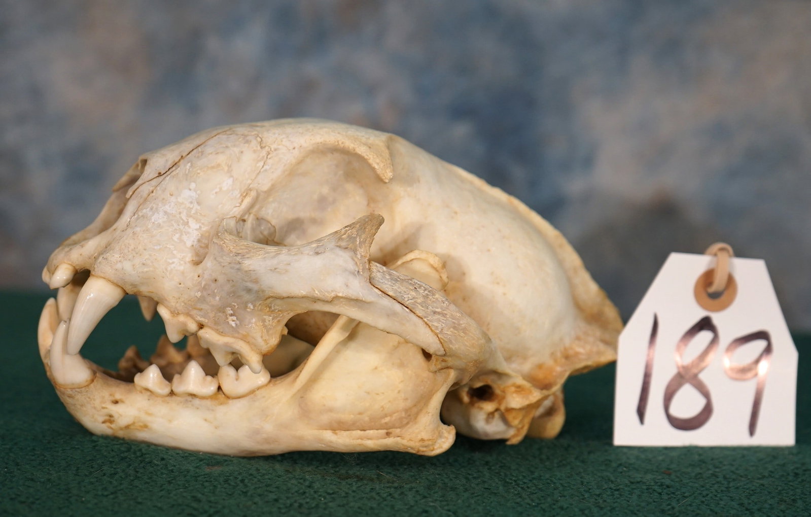Complete Mountain Lion Skull Taxidermy: This skull is from an average size Mountain Lion. The skull is clean and in excellent condition with all the teeth present.