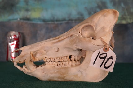 Wild Boar or "Feral Hog" Complete Skull Taxidermy