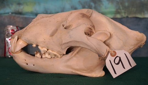 Complete African Lion Skull Taxidermy Mount **Texas Residents Only!**