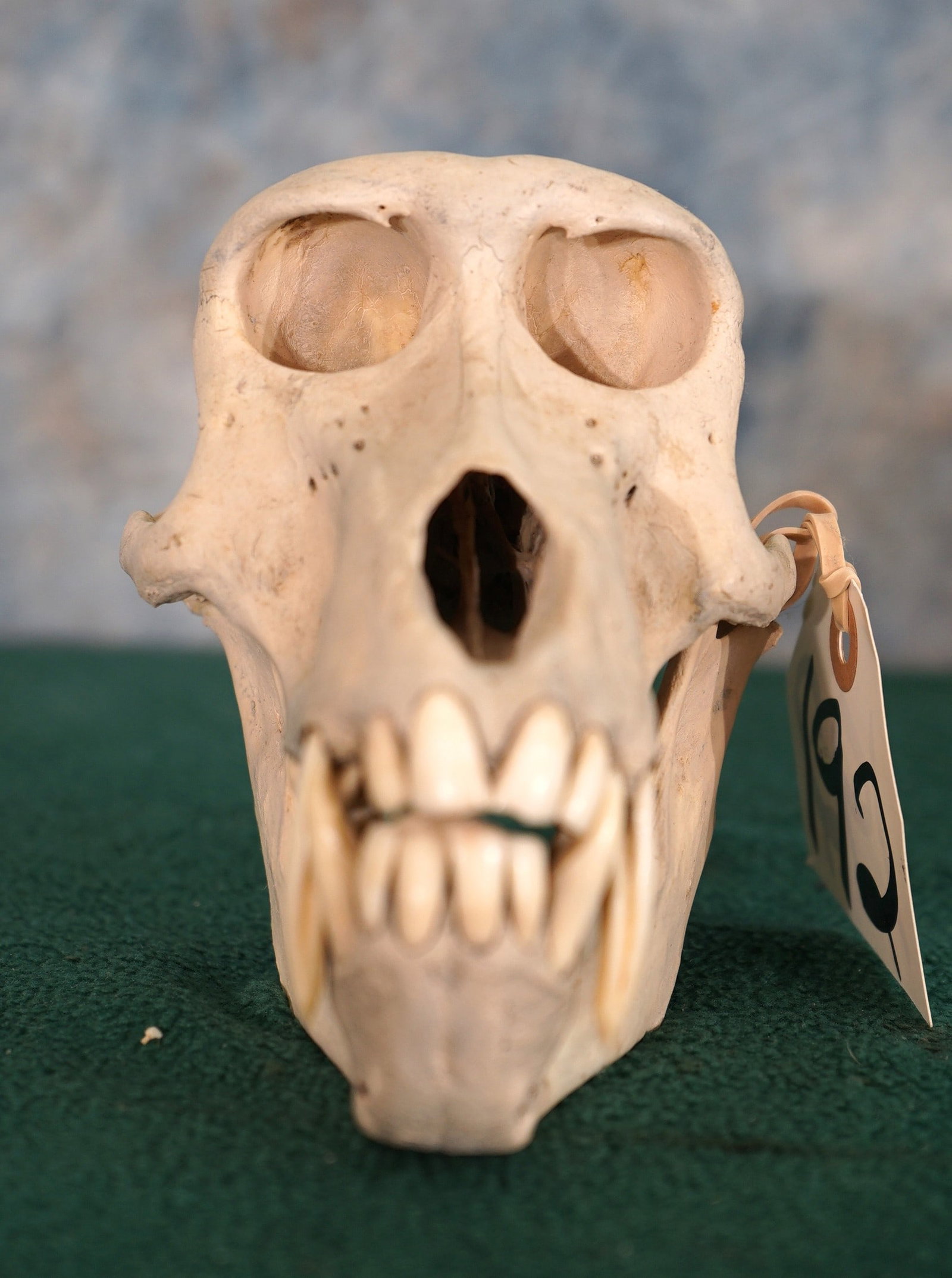African Chacma Baboon Complete Taxidermy: This skull is clean and in excellent condition. The skull has no cracks, repairs, or bullet holes. All of the teeth are present and are in excellent condition.