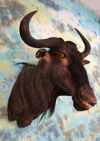 South African Blue Wildebeest Shoulder Taxidermy Mount