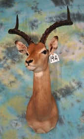 South African Impala Ram Shoulder Taxidermy Mount